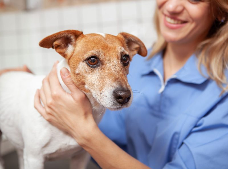 Careers Irvington Pet Clinic